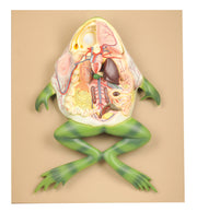 Large Frog Dissection Anatomical Model, Numbered