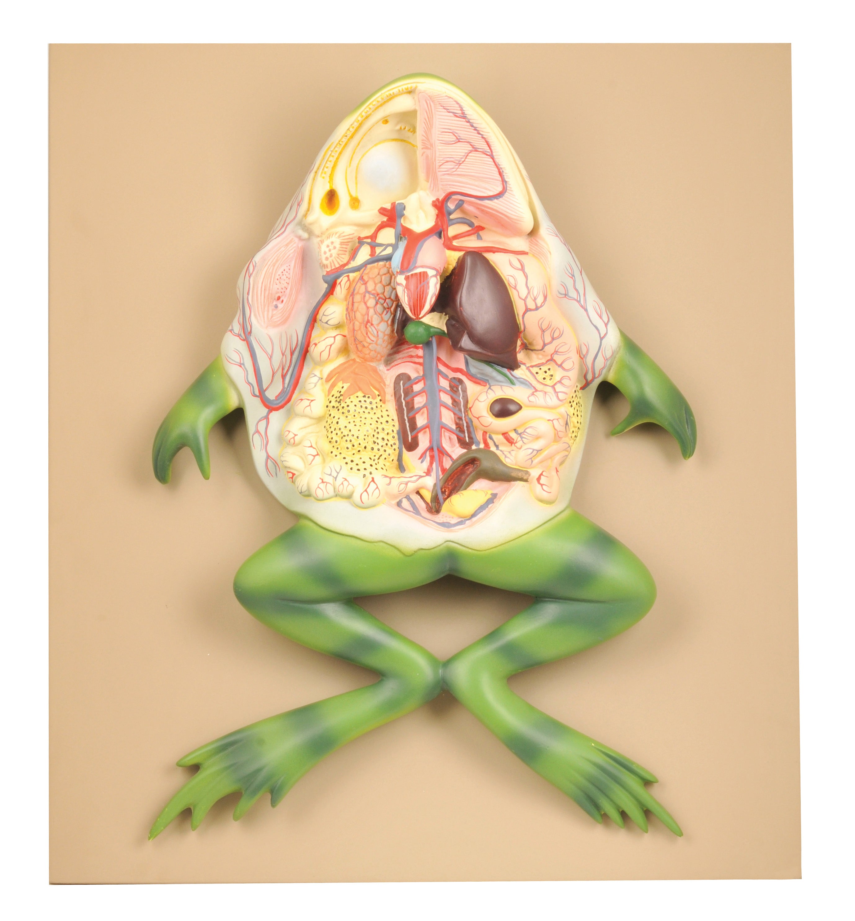 Large Frog Dissection Anatomical Model, Numbered