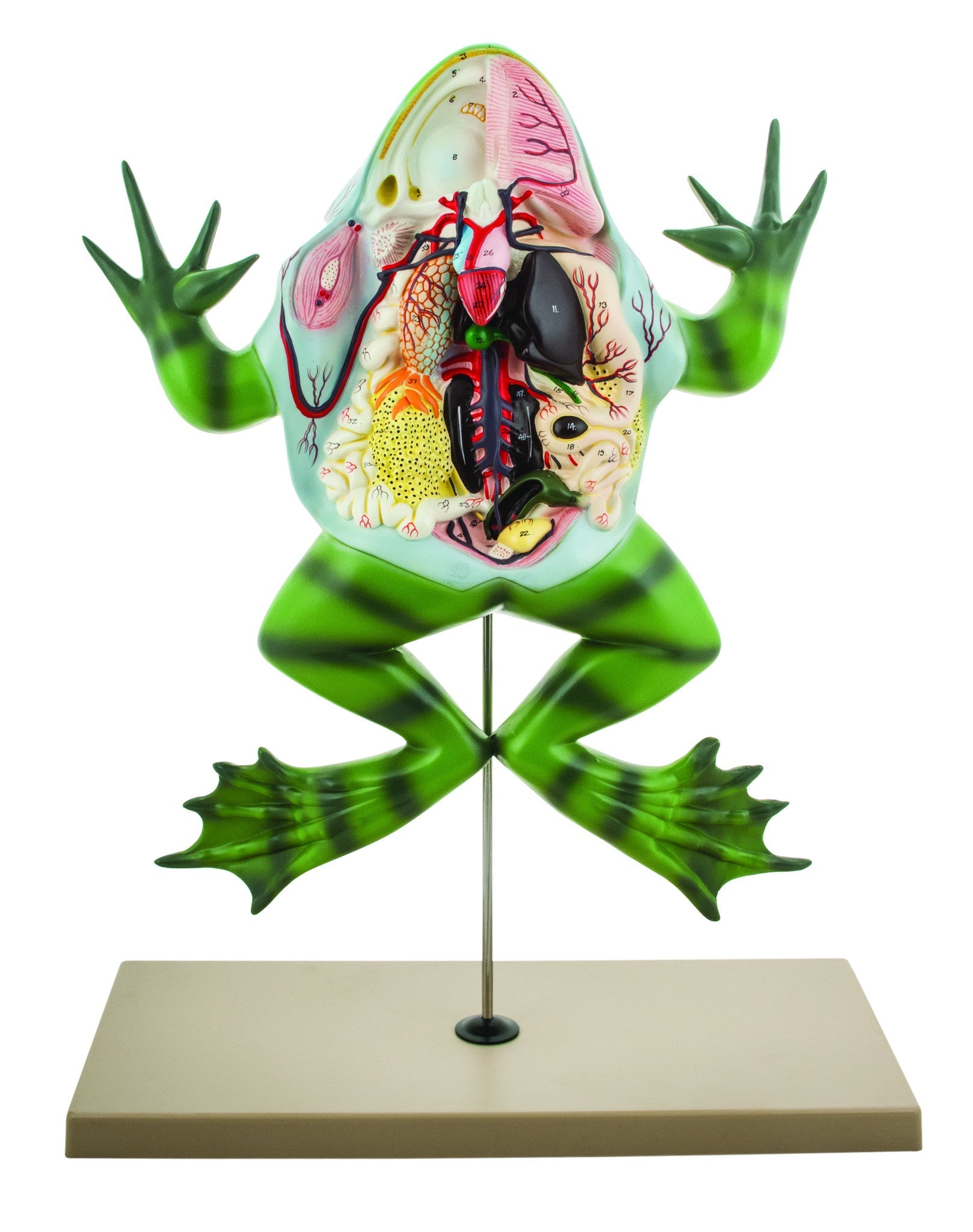 Bull Frog Dissection Anatomical Model on Stand, 22 inch