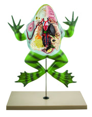 Bull Frog Dissection Anatomical Model on Stand, 22 inch