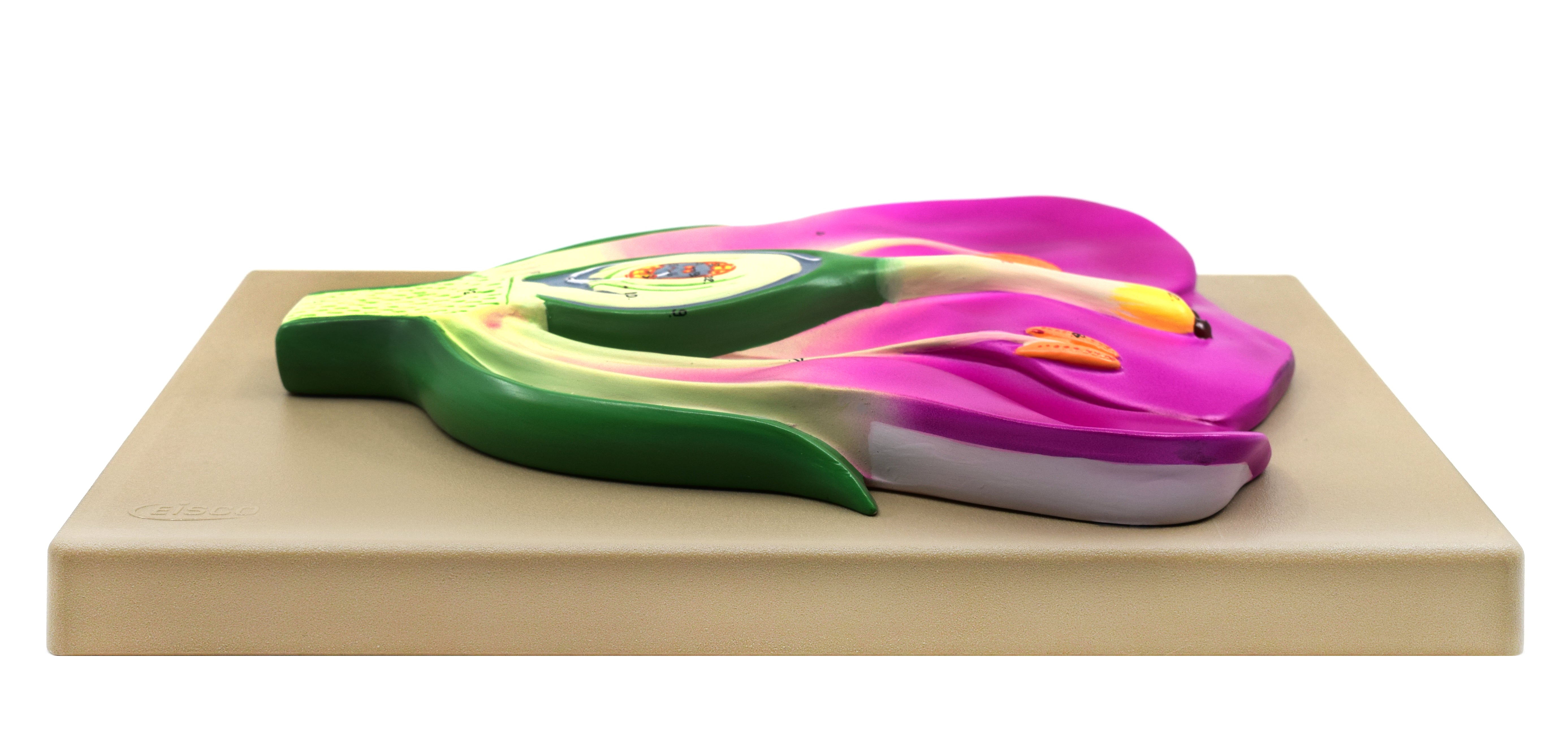 3D Typical Flower Vertical Section Model, 14 x 9", Hand-Painted