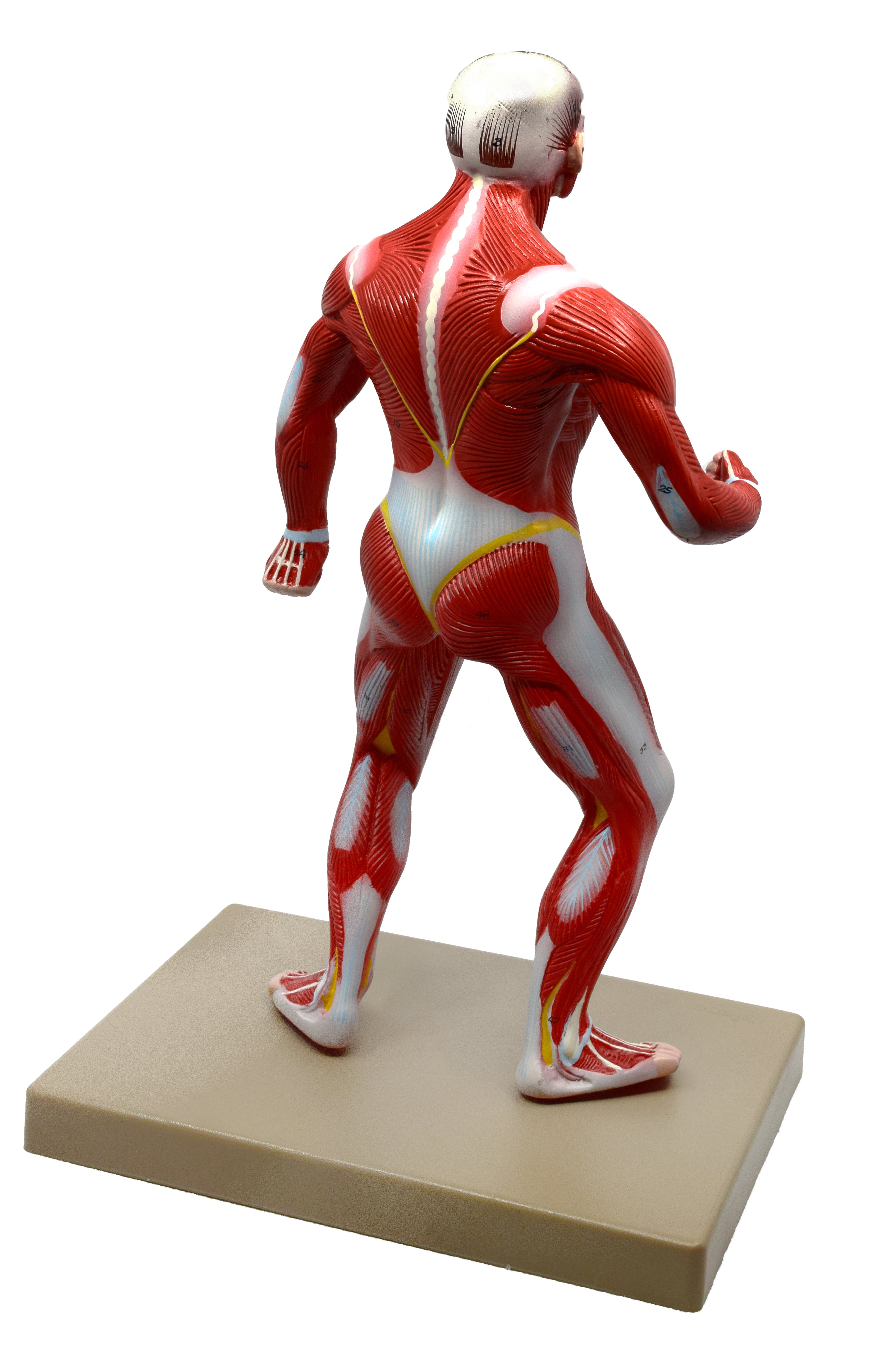 Human Muscular Body Anatomical Model, 1/4 Life Size, 18" Tall