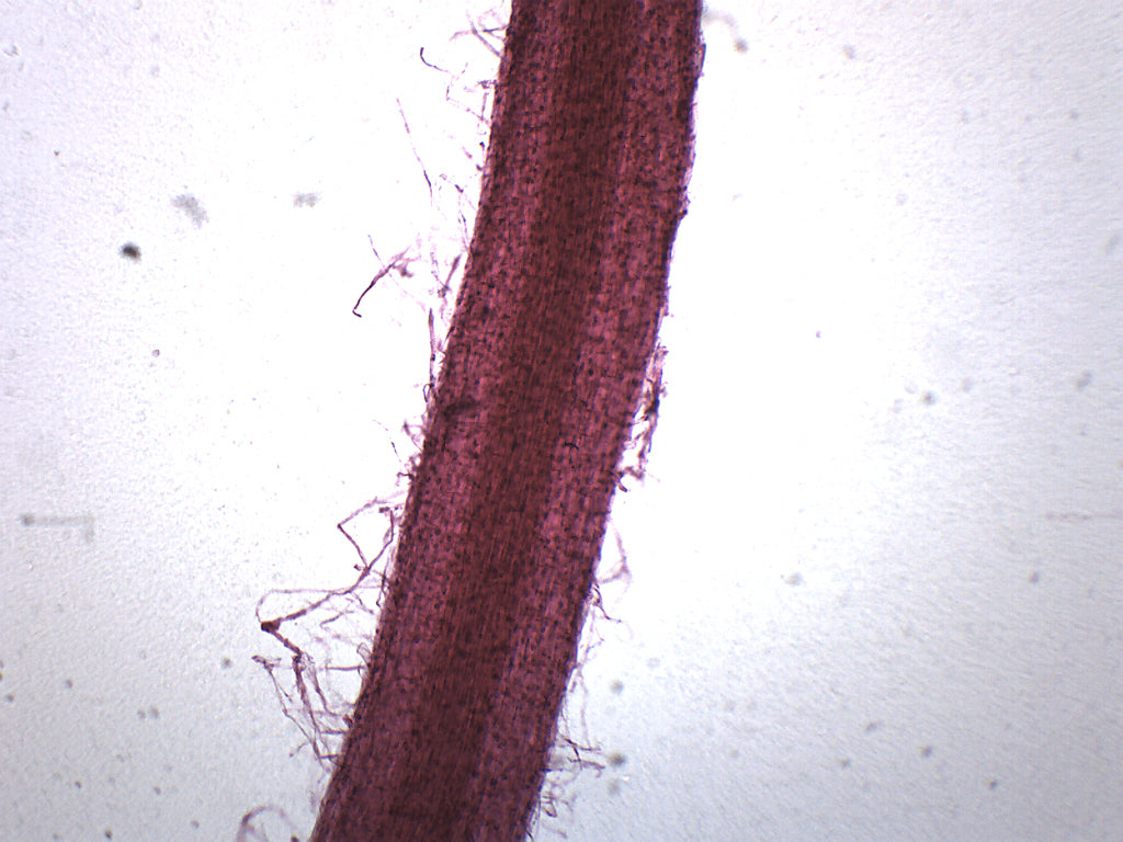 Grass Root Wholemount Prepared Microscope Slide