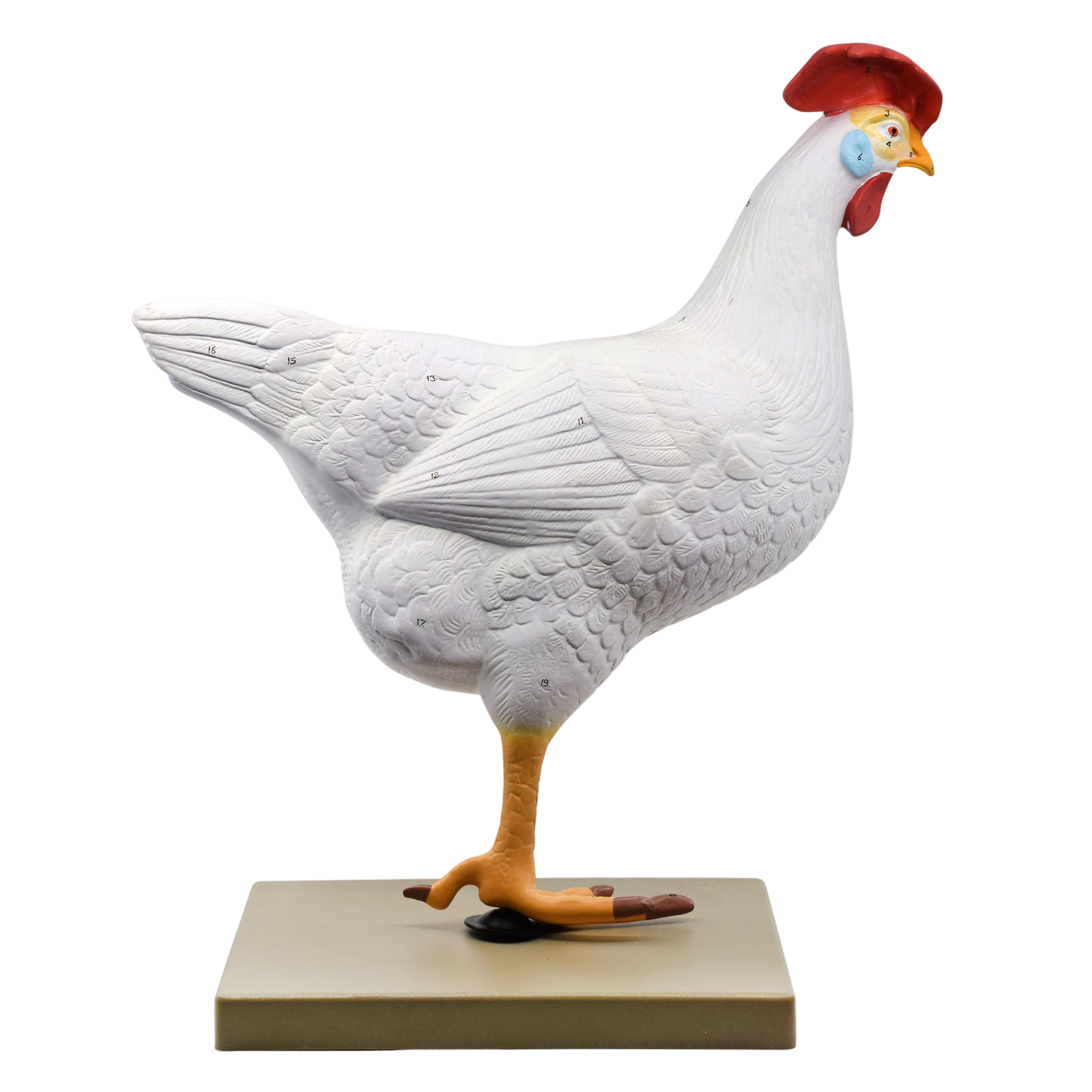 6-Part Hand-Painted Life-Size Chicken Hen Anatomy Cross-Section Model