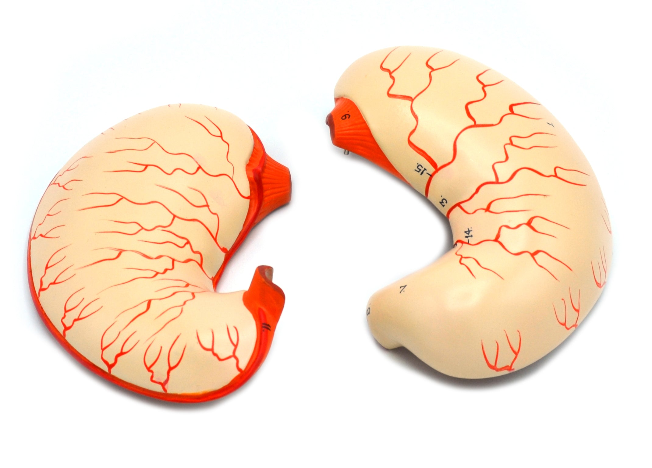Human Stomach Bisection Model, Life Size