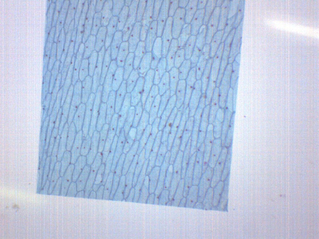 Onion Bulb Epidermis Whole Mount Prepared Microscope Slide