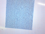 Onion Bulb Epidermis Whole Mount Prepared Microscope Slide