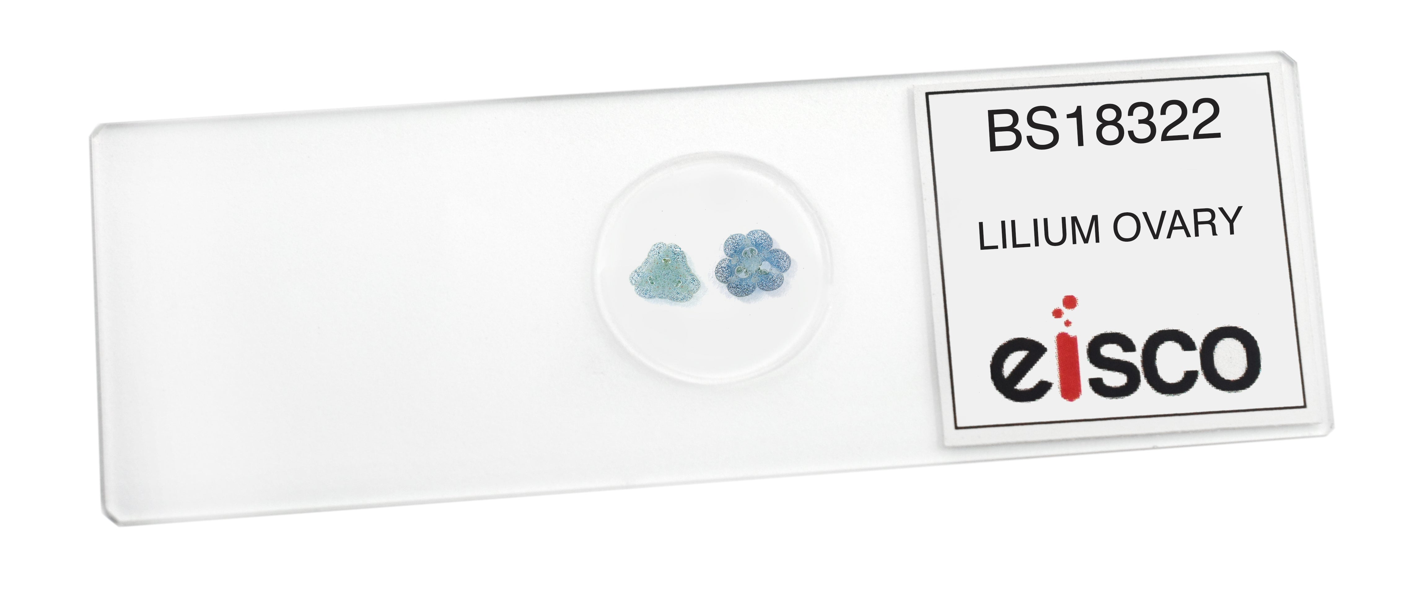 Lilium Ovary Prepared Microscope Slide