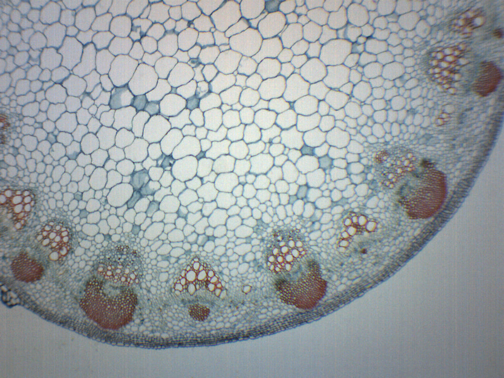Sunflower Stem Cross-Section Prepared Microscope Slide