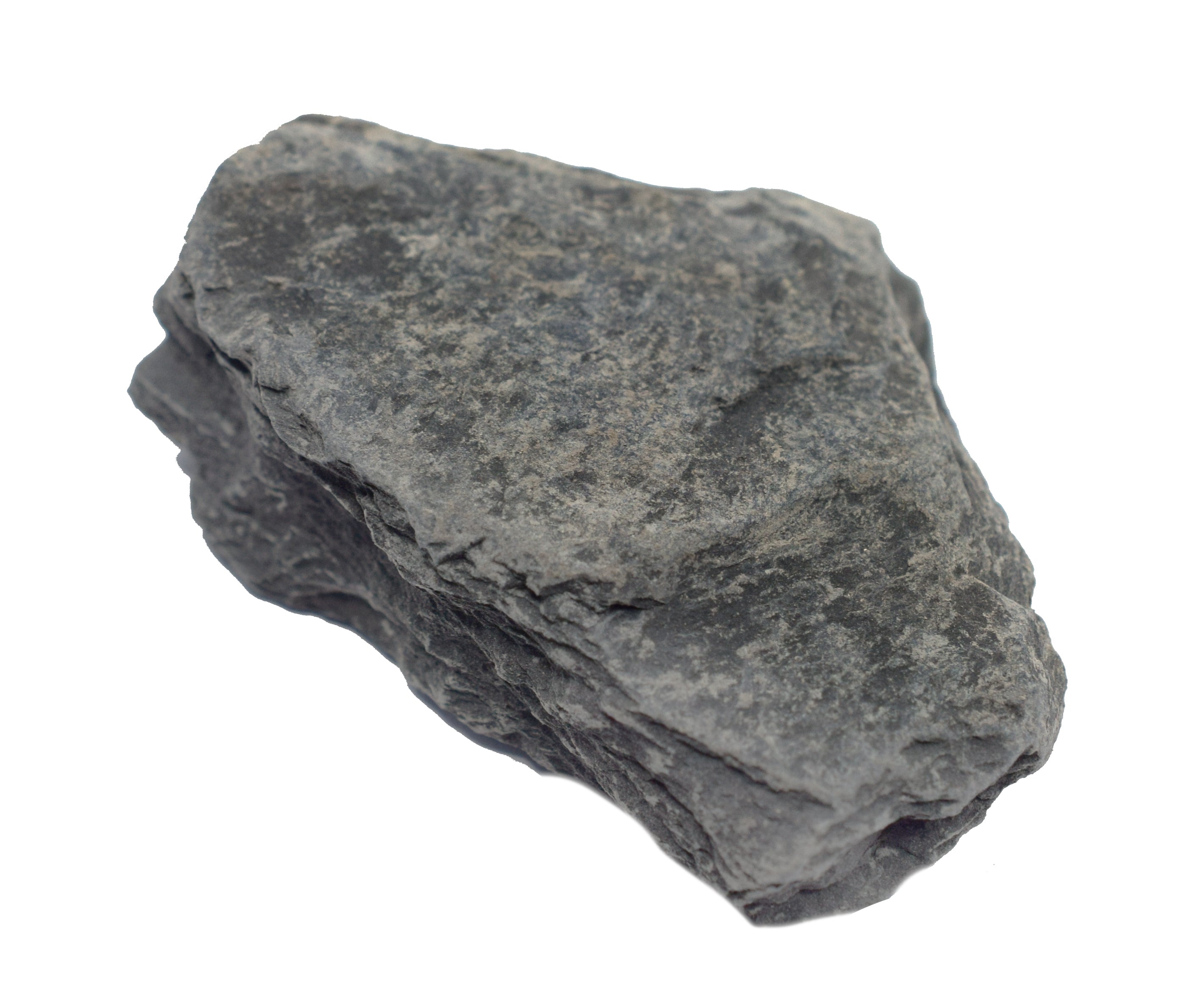 Carbonaceous Shale Specimen