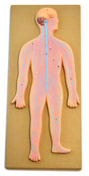 Human Nervous System Model on 18 x 8" Board