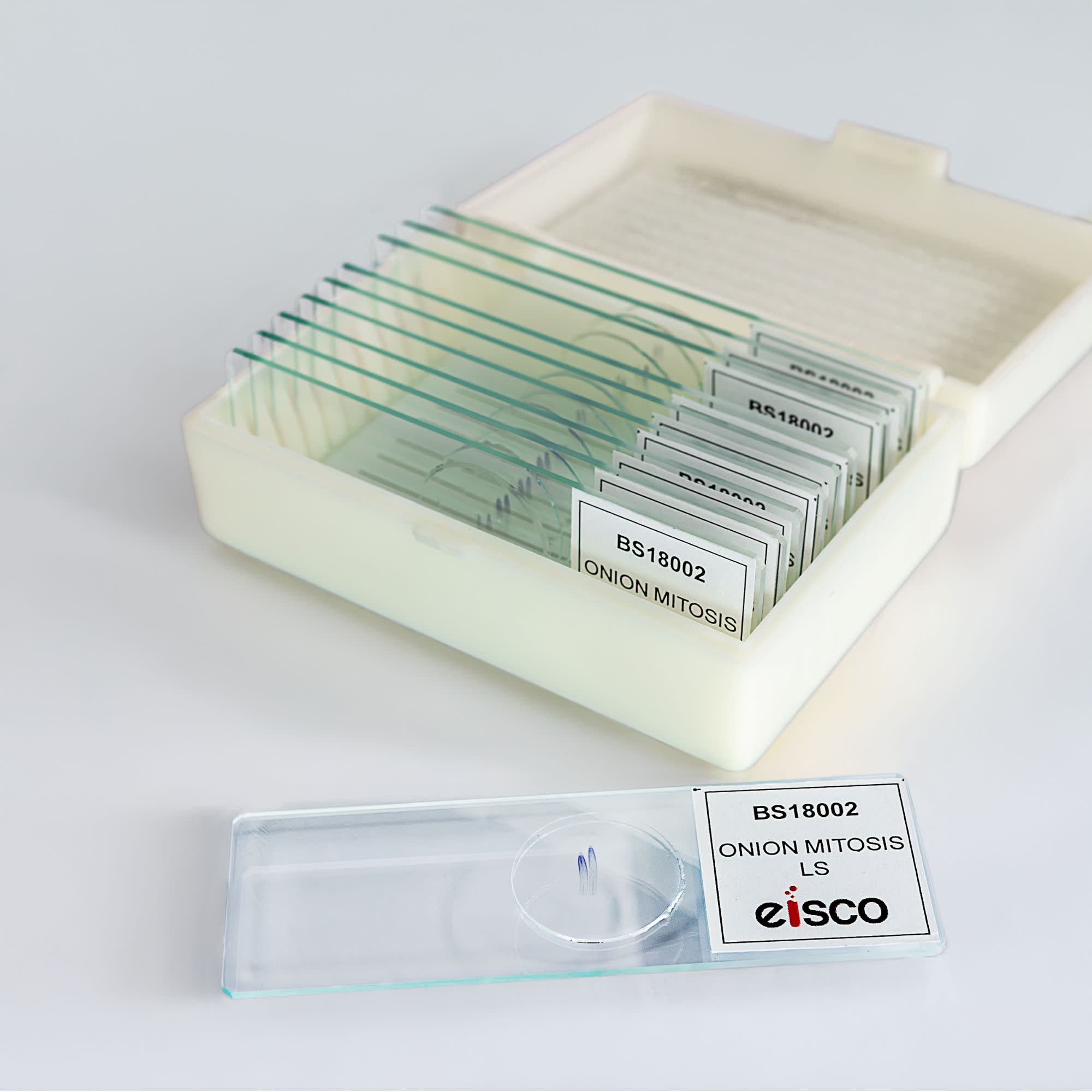 Onion Mitosis Prepared Microscope Slide