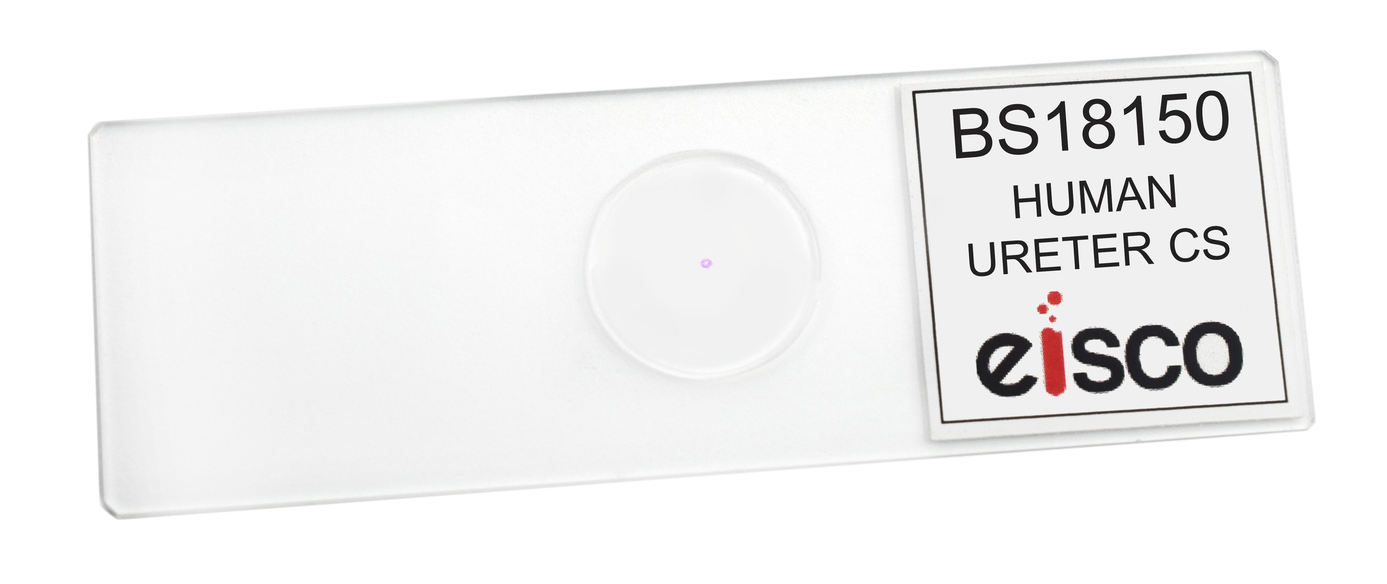 Human Ureter Cross-Section Prepared Microscope Slide