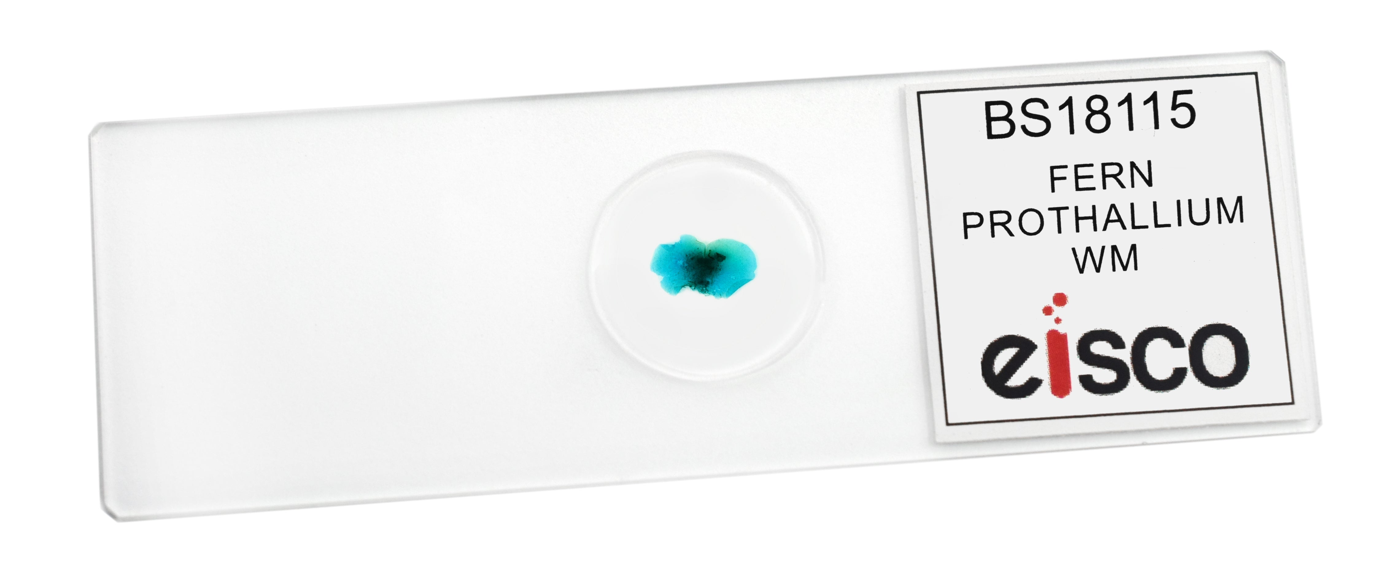 Fern Prothallium Prepared Microscope Slide