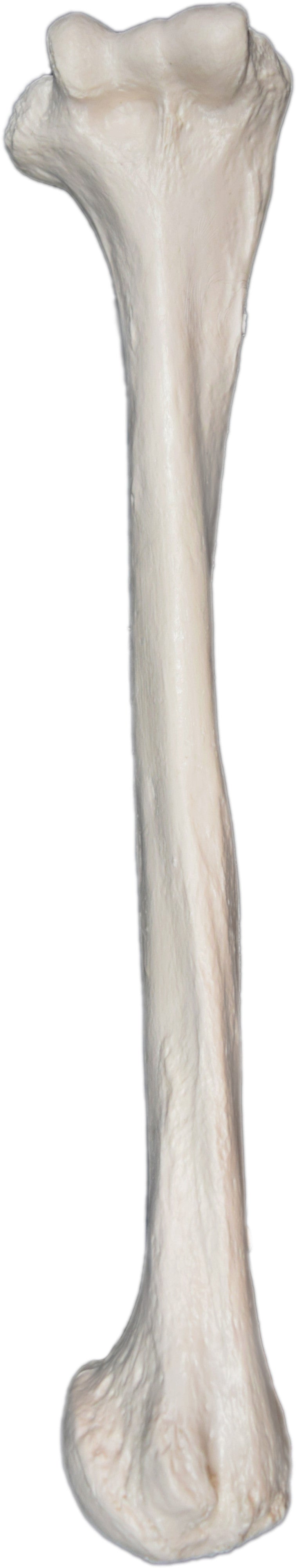 Human Humerus Bone Anatomical Model, Right