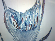 Moss Antheridia Longitudinal Section Prepared Microscope Slide