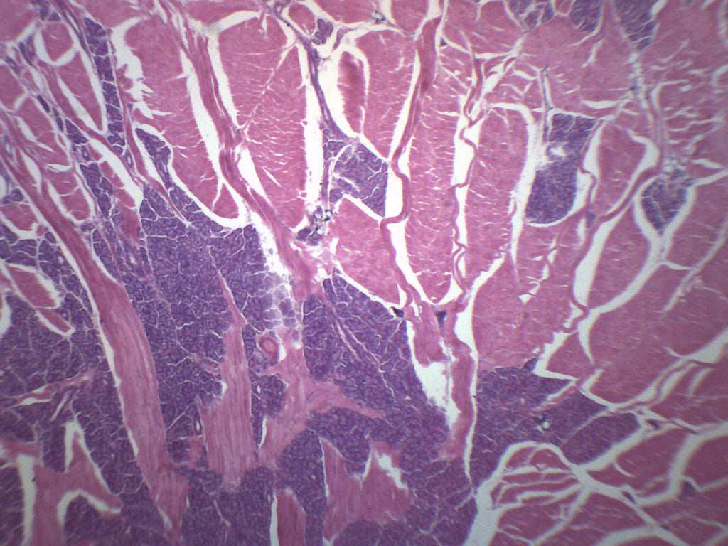 Foliate Papillae Prepared Microscope Slide