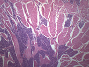 Foliate Papillae Prepared Microscope Slide