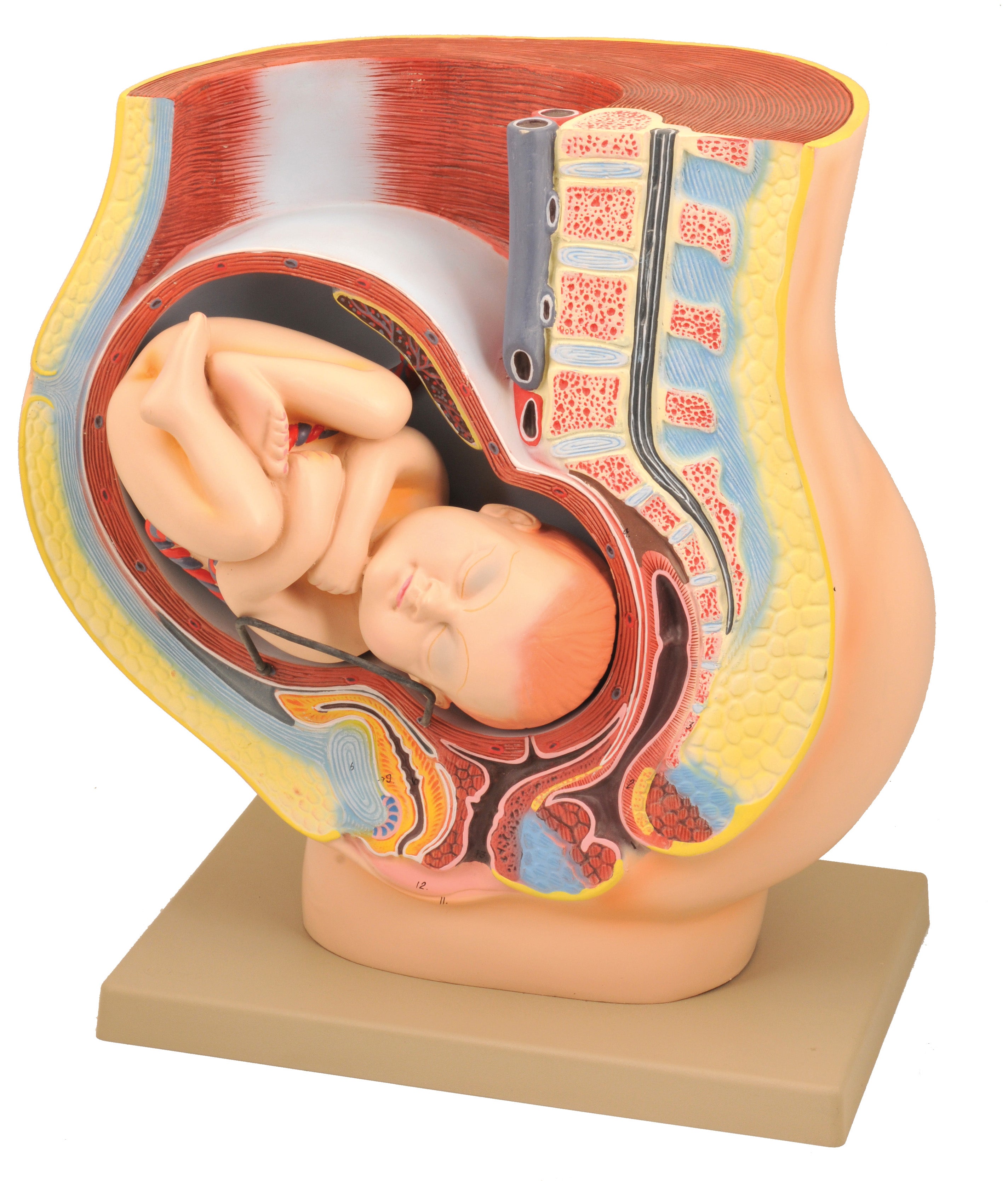 Female Pelvis Model with Removable Fetus, 9 Months Pregnancy, 16.5"