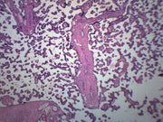 Human Placenta Section Prepared Microscope Slide