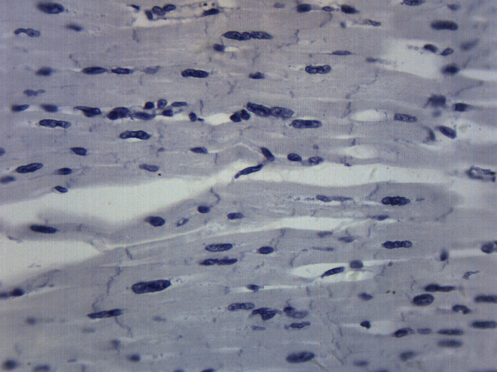 Cardiac Muscle Longitudinal Section Prepared Microscope Slide