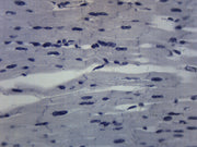Cardiac Muscle Longitudinal Section Prepared Microscope Slide