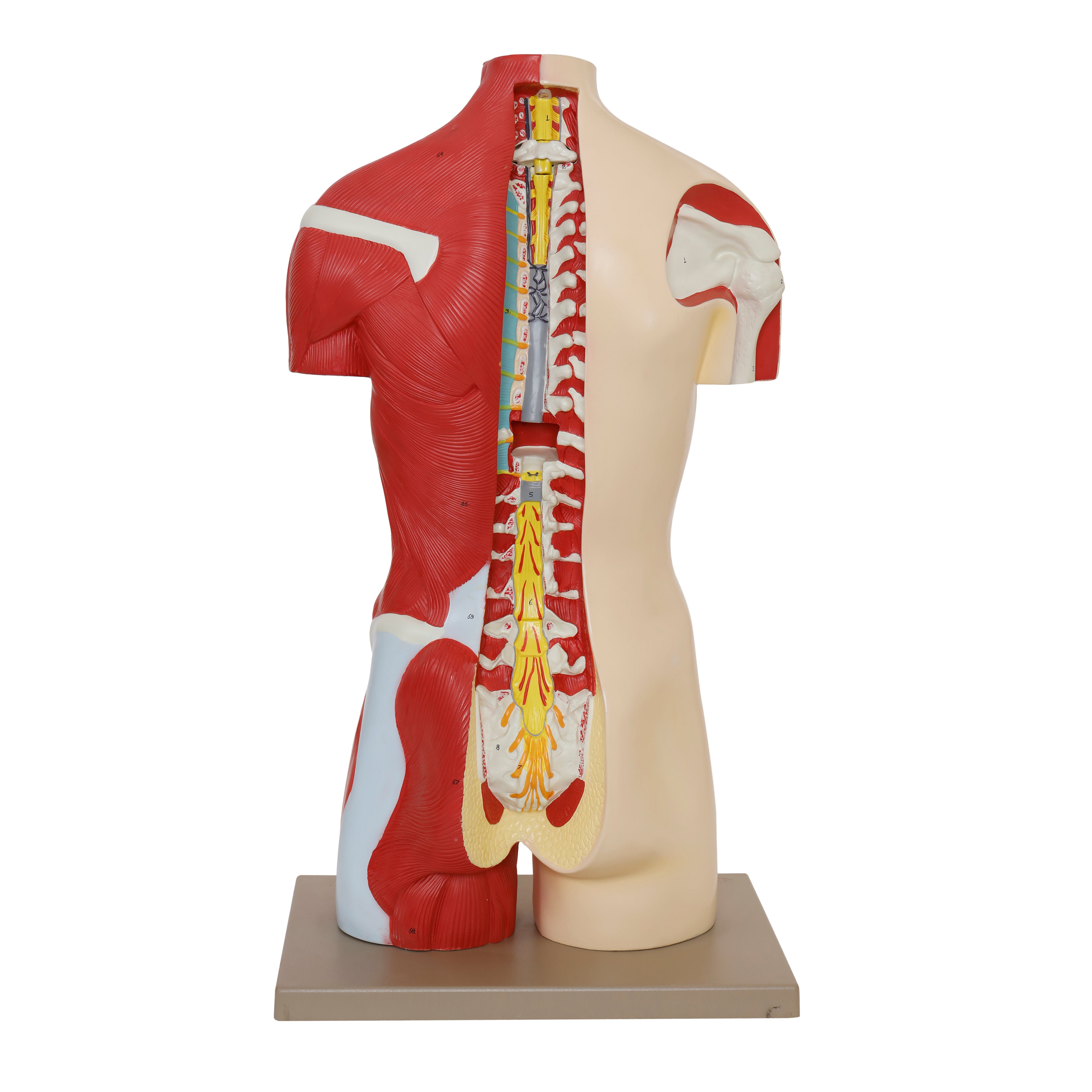 Life-Size Female Human Torso Model with Open Back, 35" Tall, 19-Part