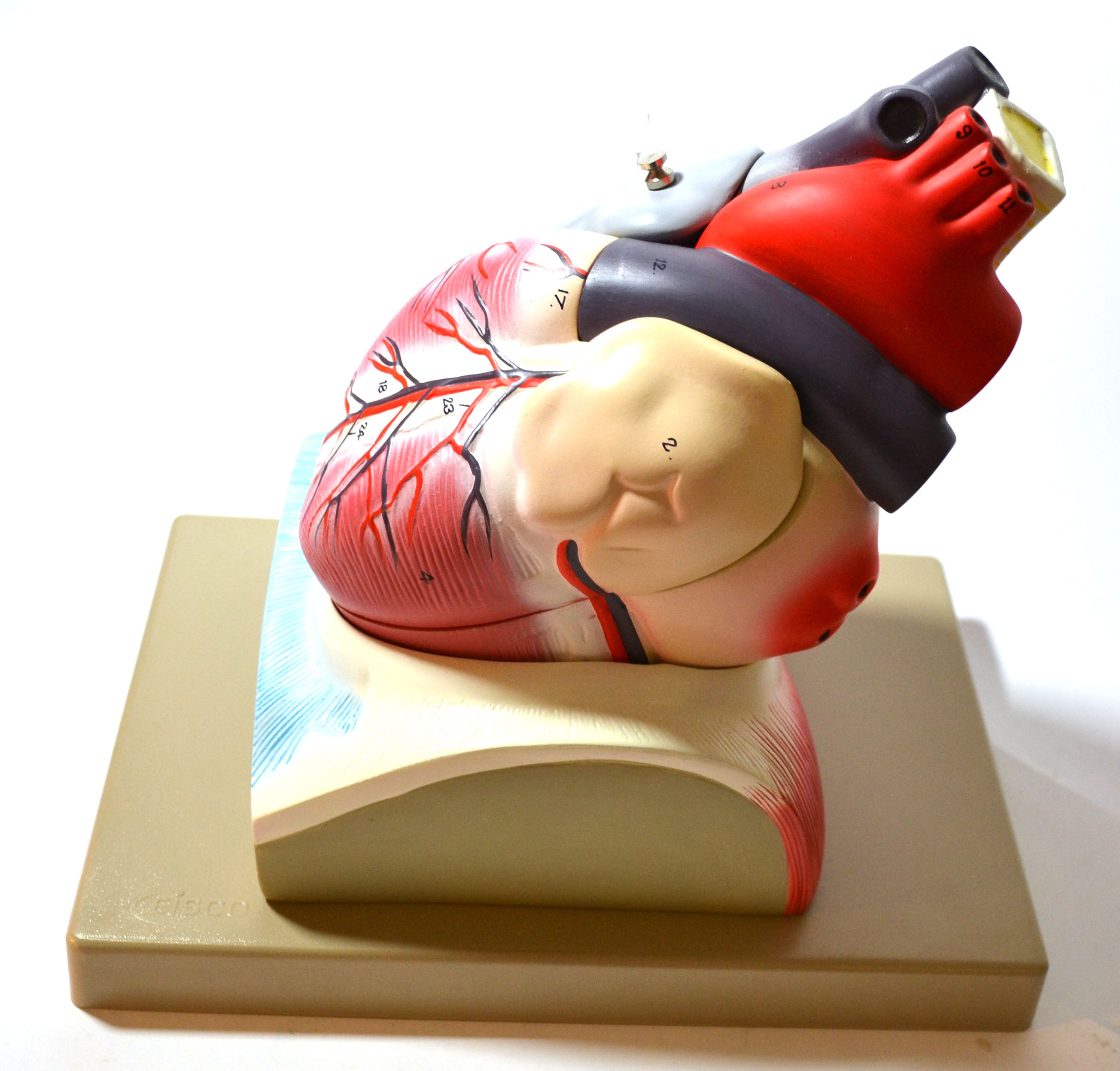 Human Heart Model with Diaphragm, 8" Tall