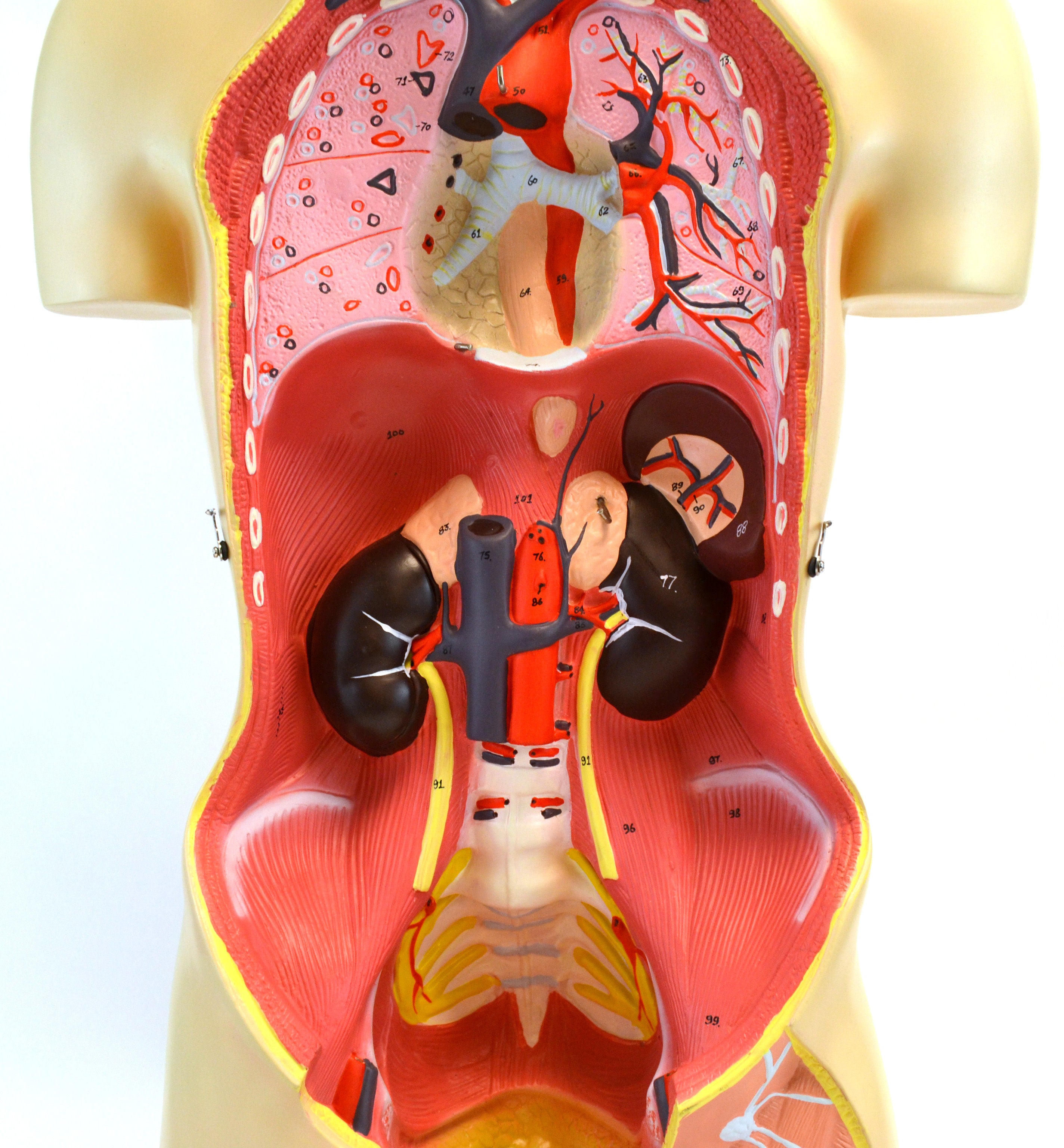 Life-Size Male Muscular Torso Model "Leonard", 66.5" Tall, 36-Part