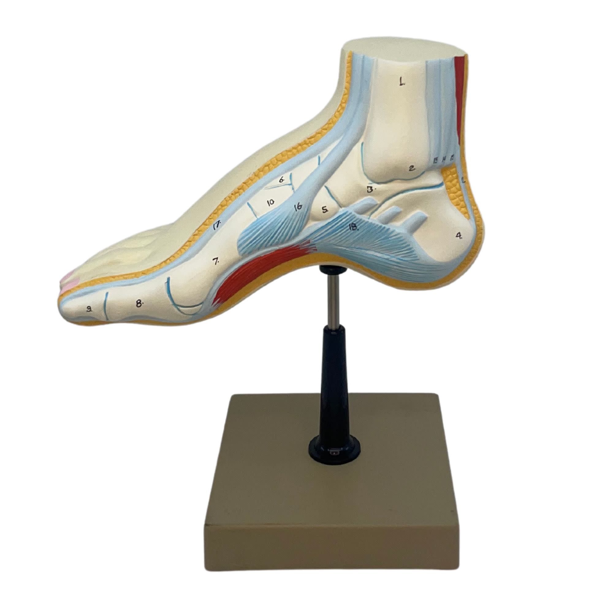 Human Foot Bow Model with 3 Feet, 18 Features