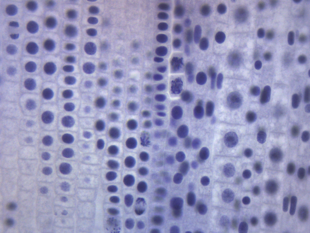 Ascaris and Onion Mitosis Prepared Microscope Slide