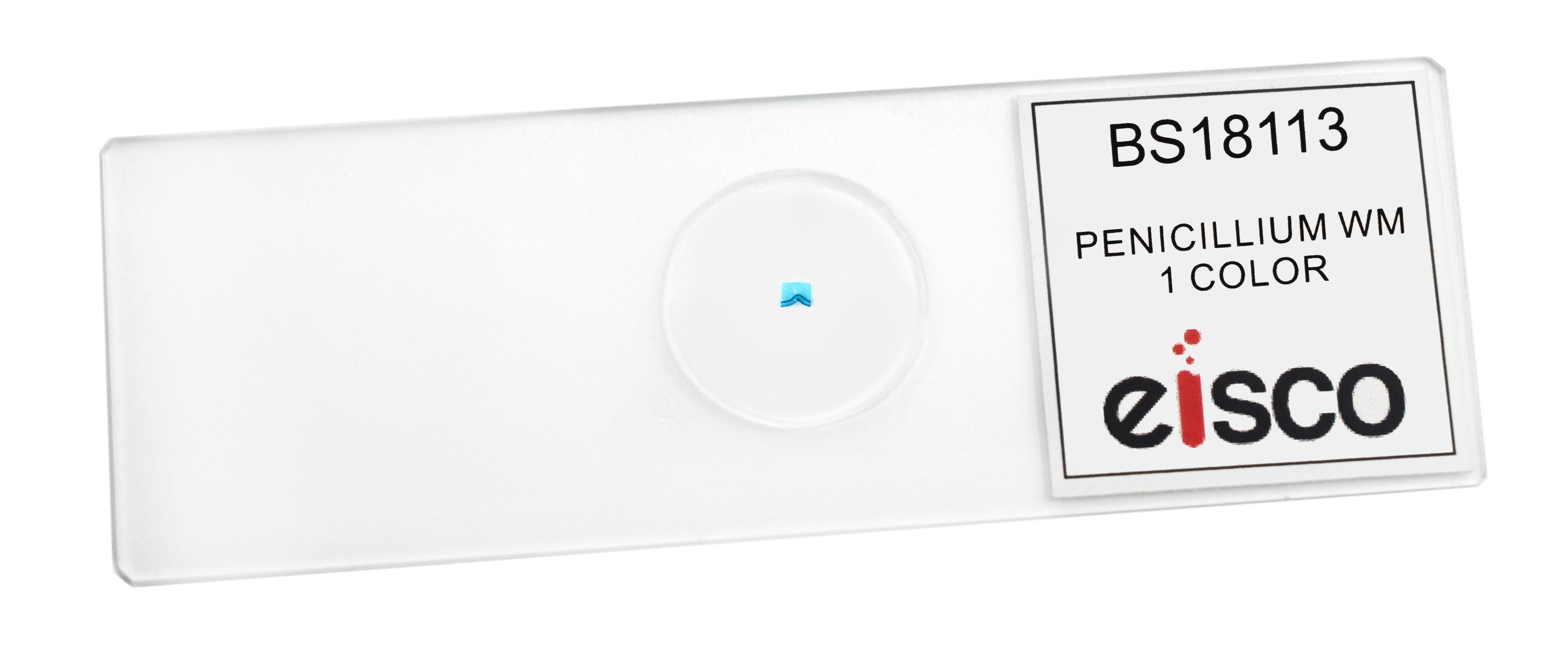 Penicillium Prepared Microscope Slide