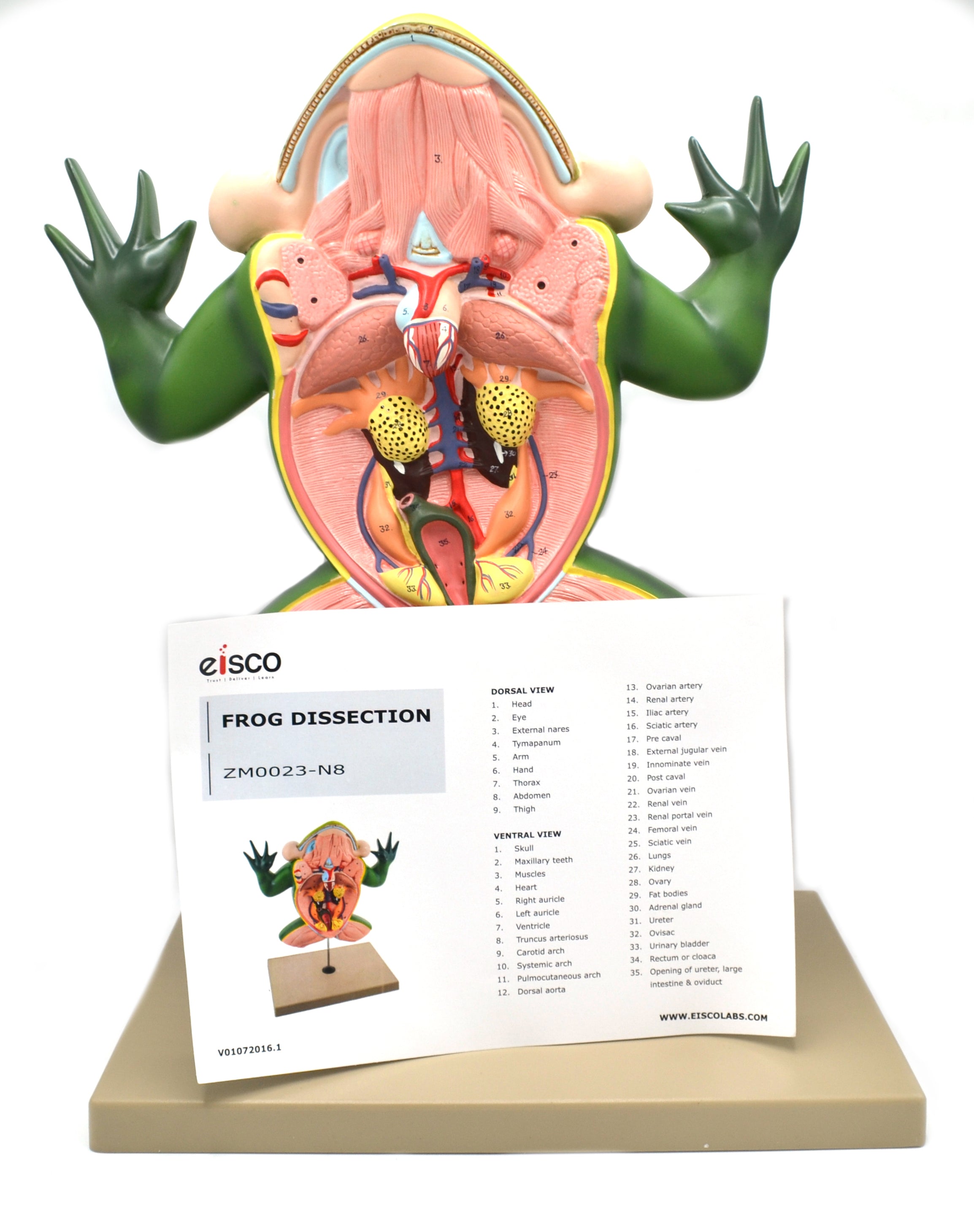 Jumbo 3D Frog Dissection Anatomical Model with Keycard