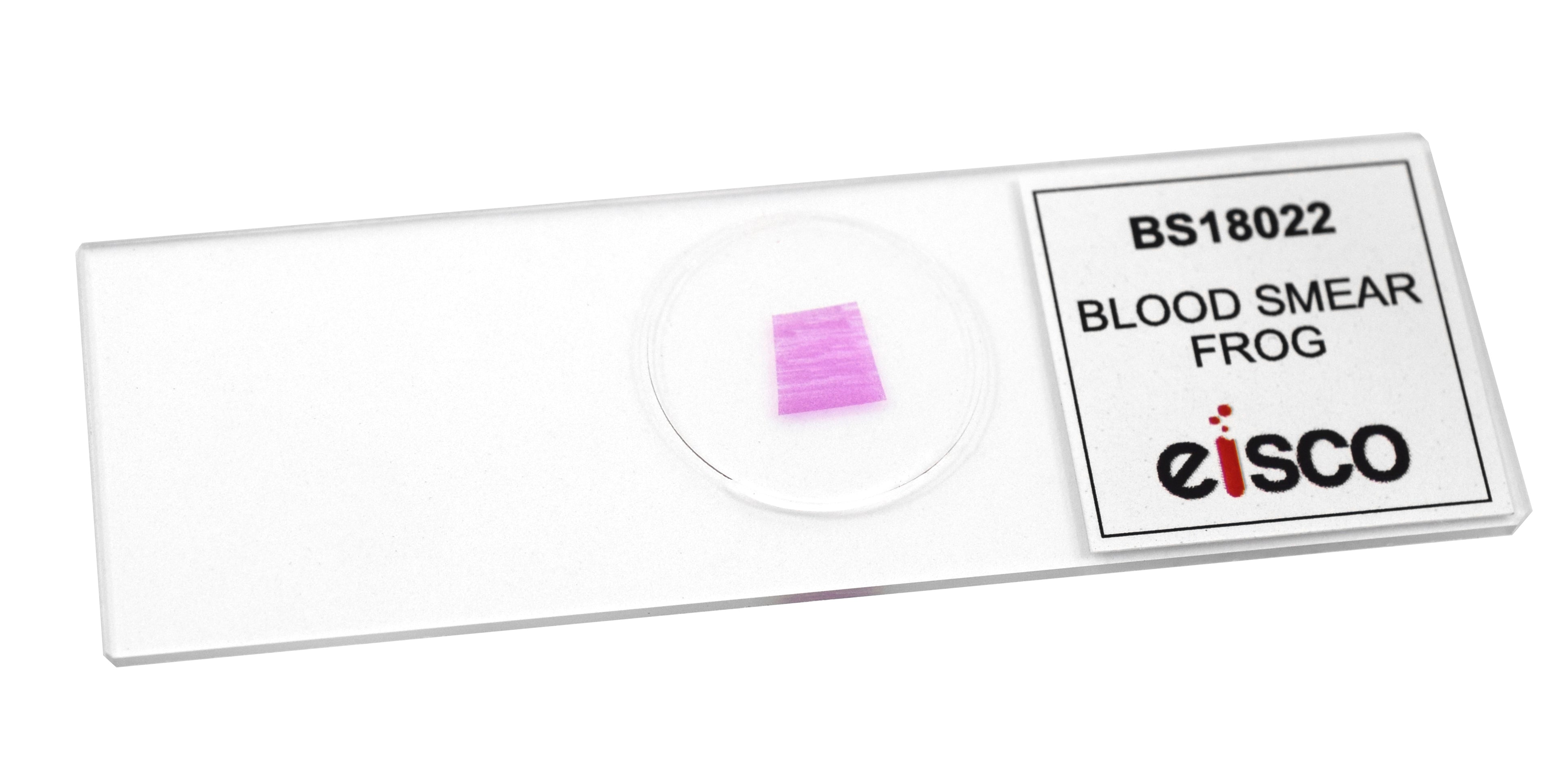 Frog Blood Smear Prepared Microscope Slide