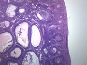 Female Ovary Prepared Microscope Slide