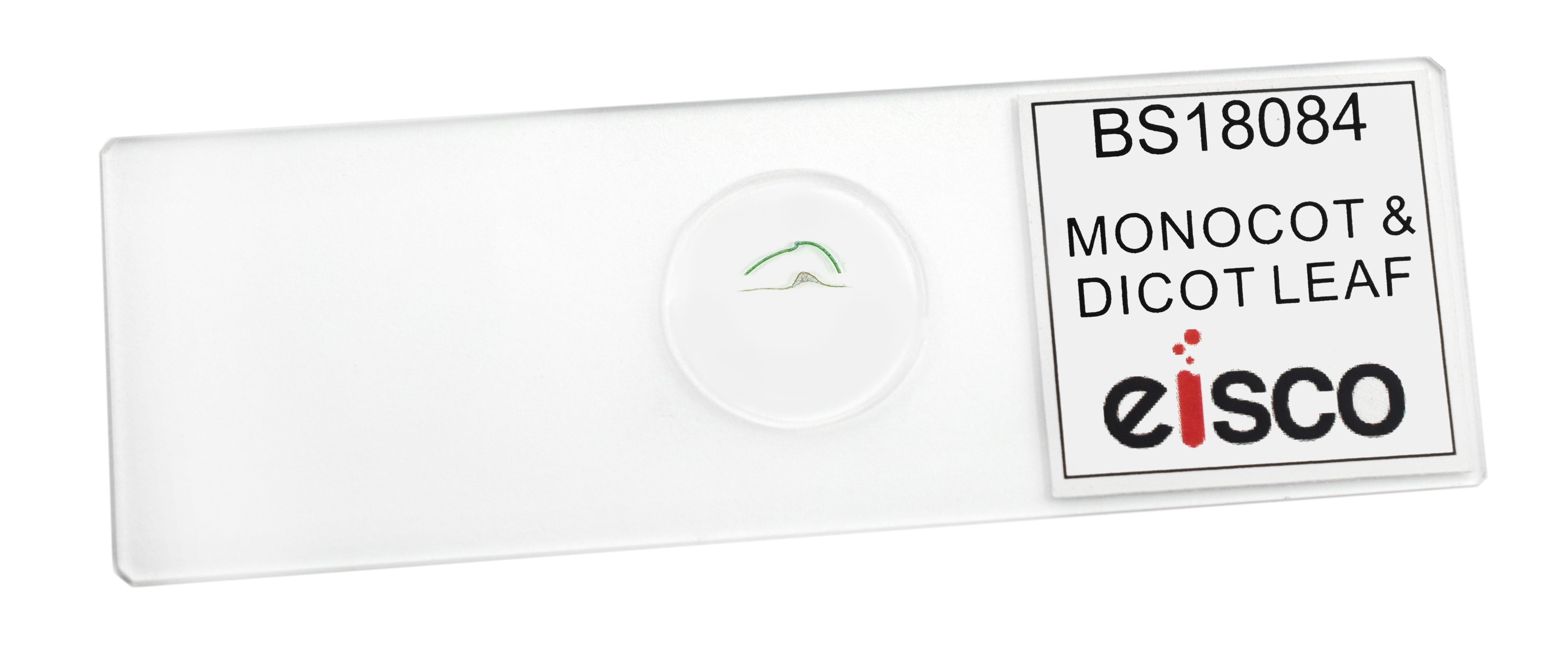 Monocot and Dicot Leaf Composite Cross-Section Prepared Microscope Slide