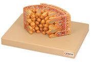 Freshwater Polyp Anatomical Model