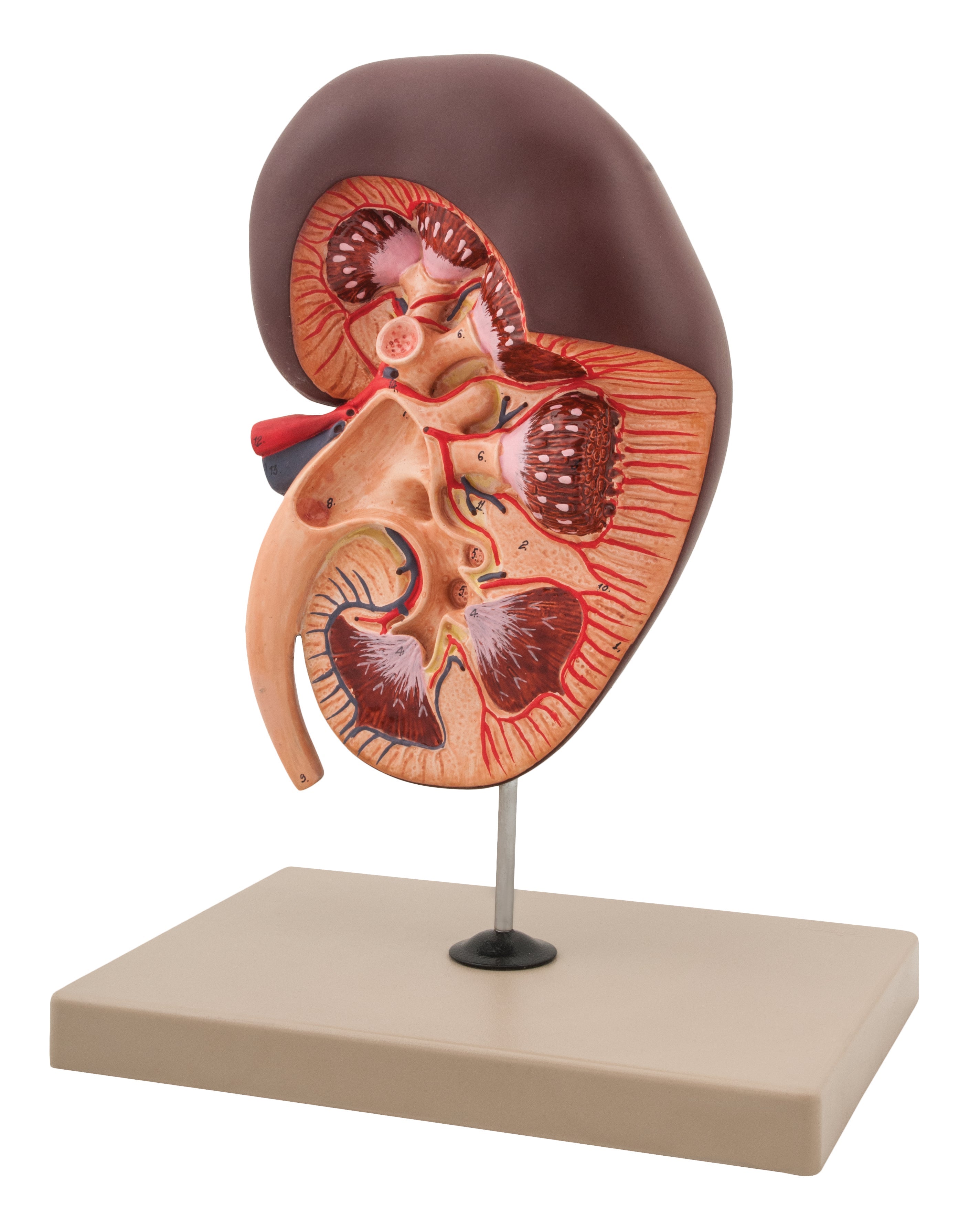 Kidney 3D Model with Gland