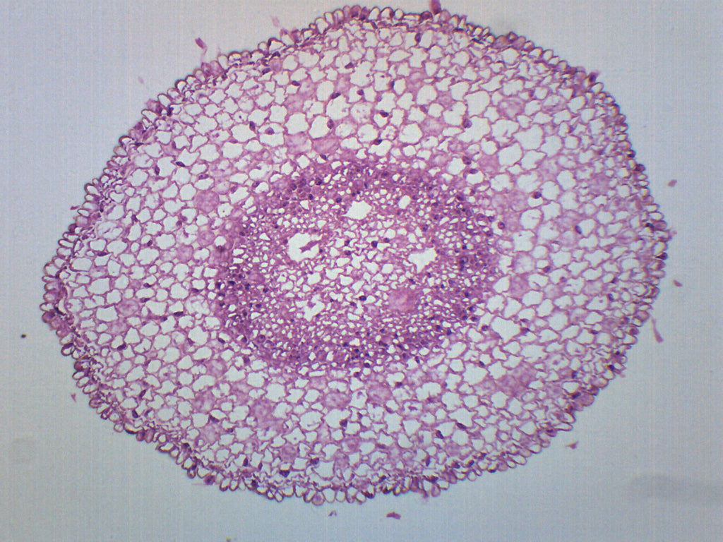 Zea Mays Root Tip Cross-Section Prepared Microscope Slide