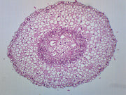 Zea Mays Root Tip Cross-Section Prepared Microscope Slide