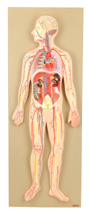 Half-Size Human Circulatory System Model, Compact