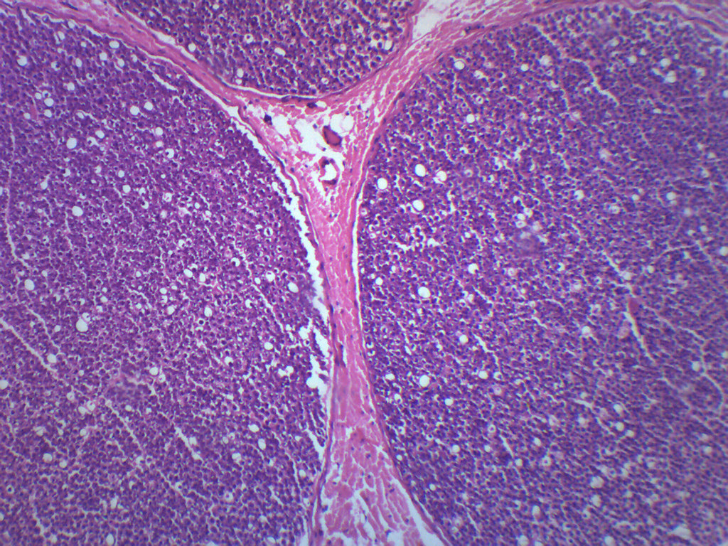 Peripheral Nerve Cross-Section Prepared Microscope Slide