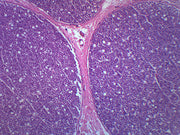 Peripheral Nerve Cross-Section Prepared Microscope Slide