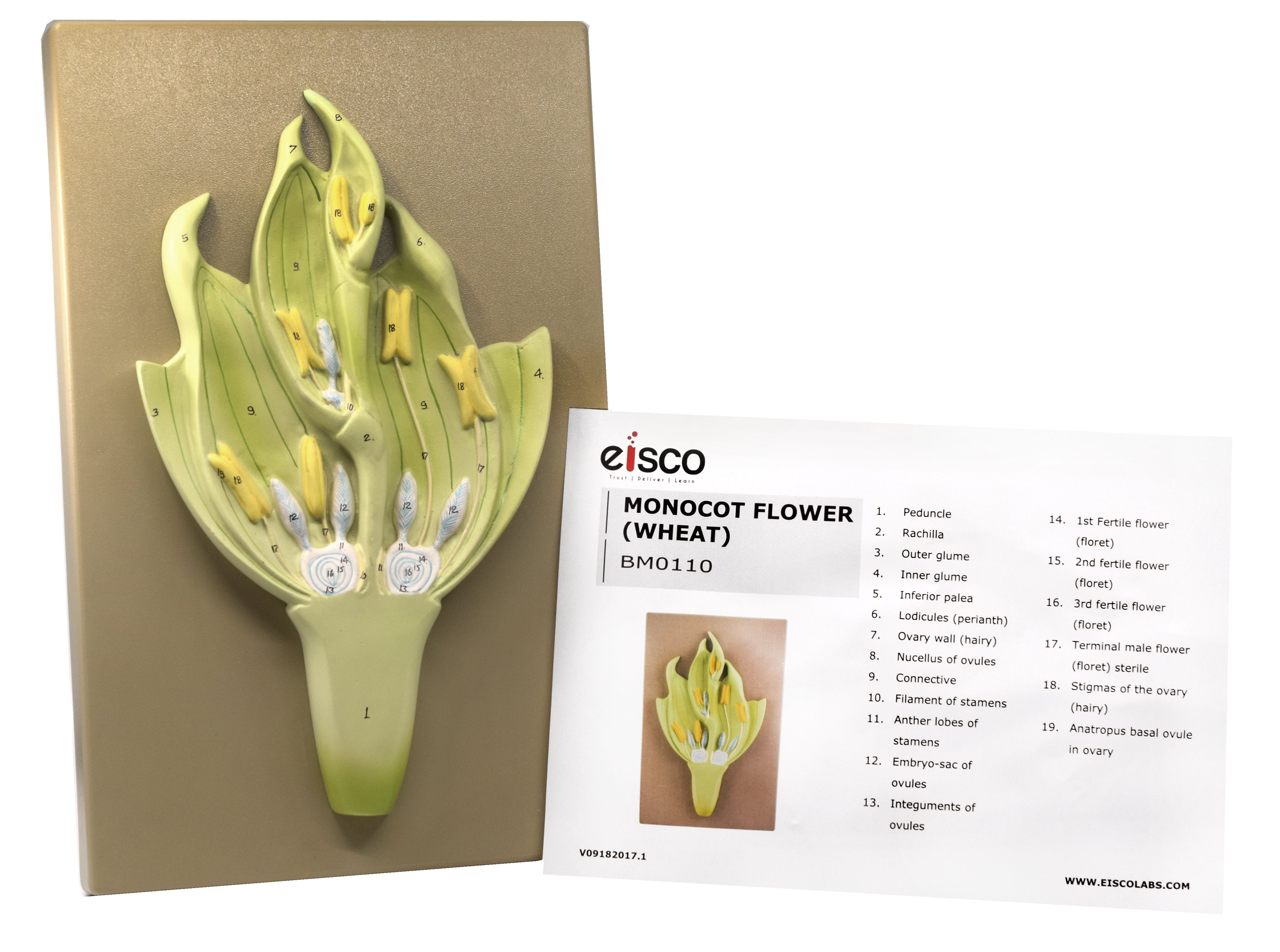 3D Wheat Monocot Flower Model with Longitudinal Section, 15 x 9.5 x 2.5"