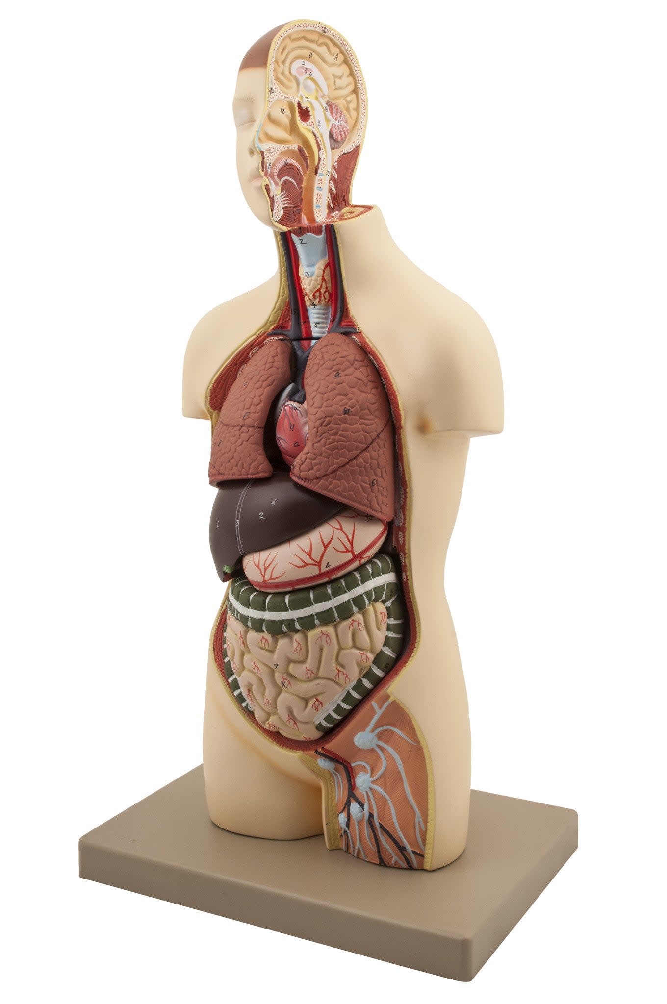 Half Life-Size Youth Human Torso Model with Head, 18" Tall, 9-Part