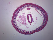 Earthworm Composite Cross-Section Prepared Microscope Slide
