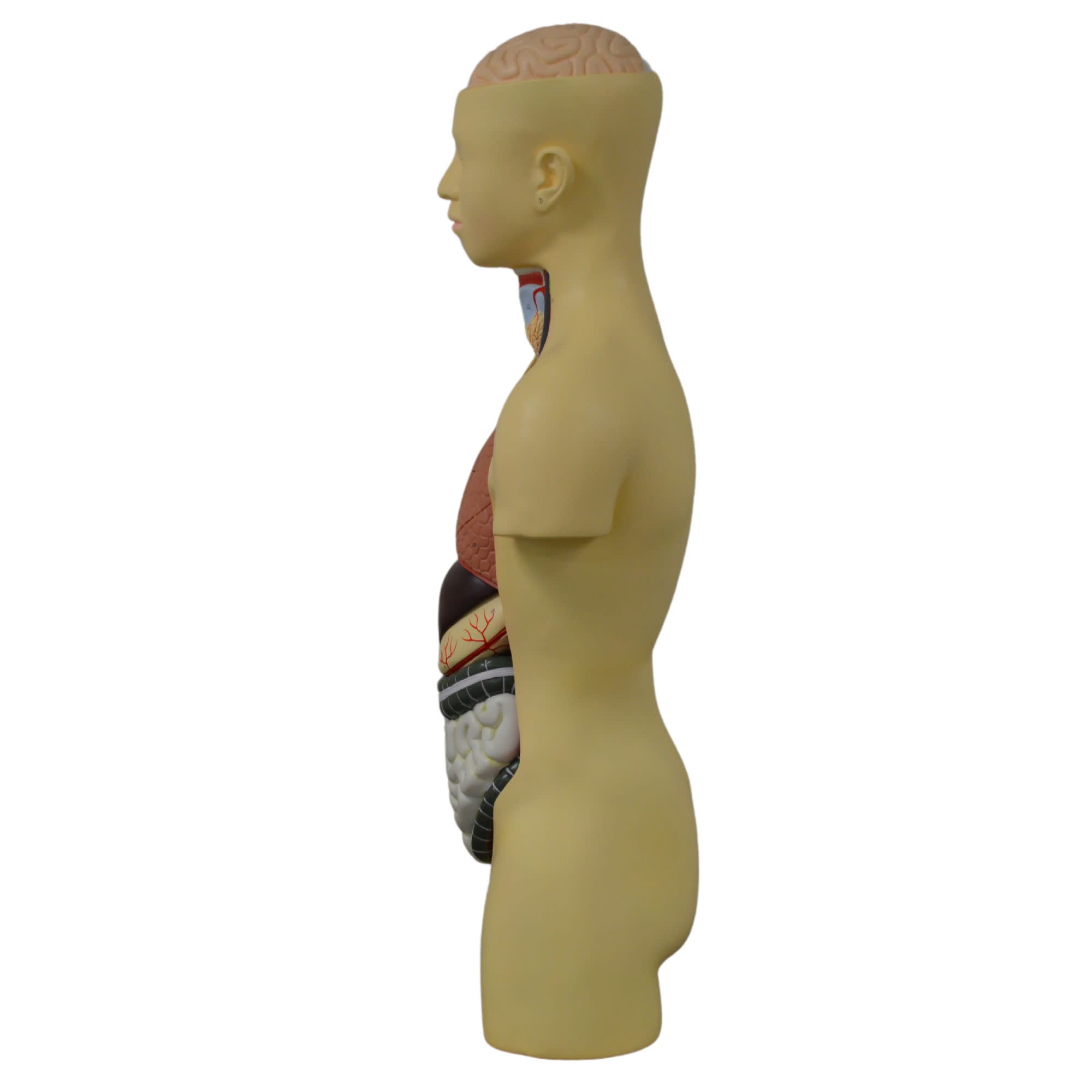 Human Torso Model with Head, 8-Part, 35" Tall, 149 Features