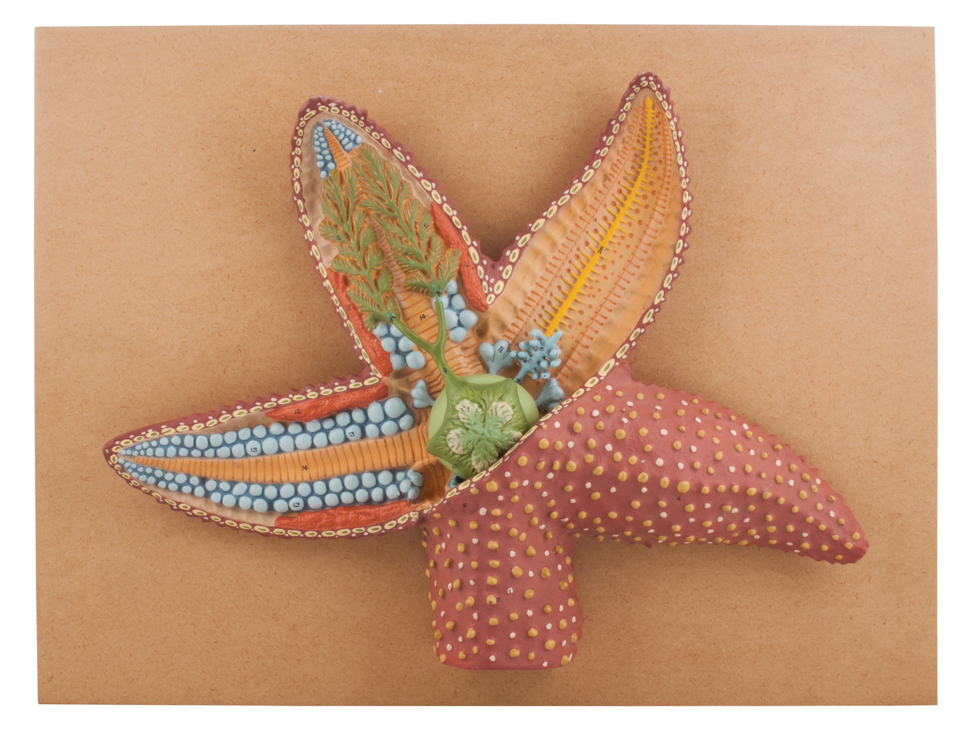 Starfish Longitudinal Section Anatomical Model