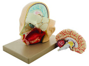 Premium Life-Size Human Head with Brain Model, Hand-Painted