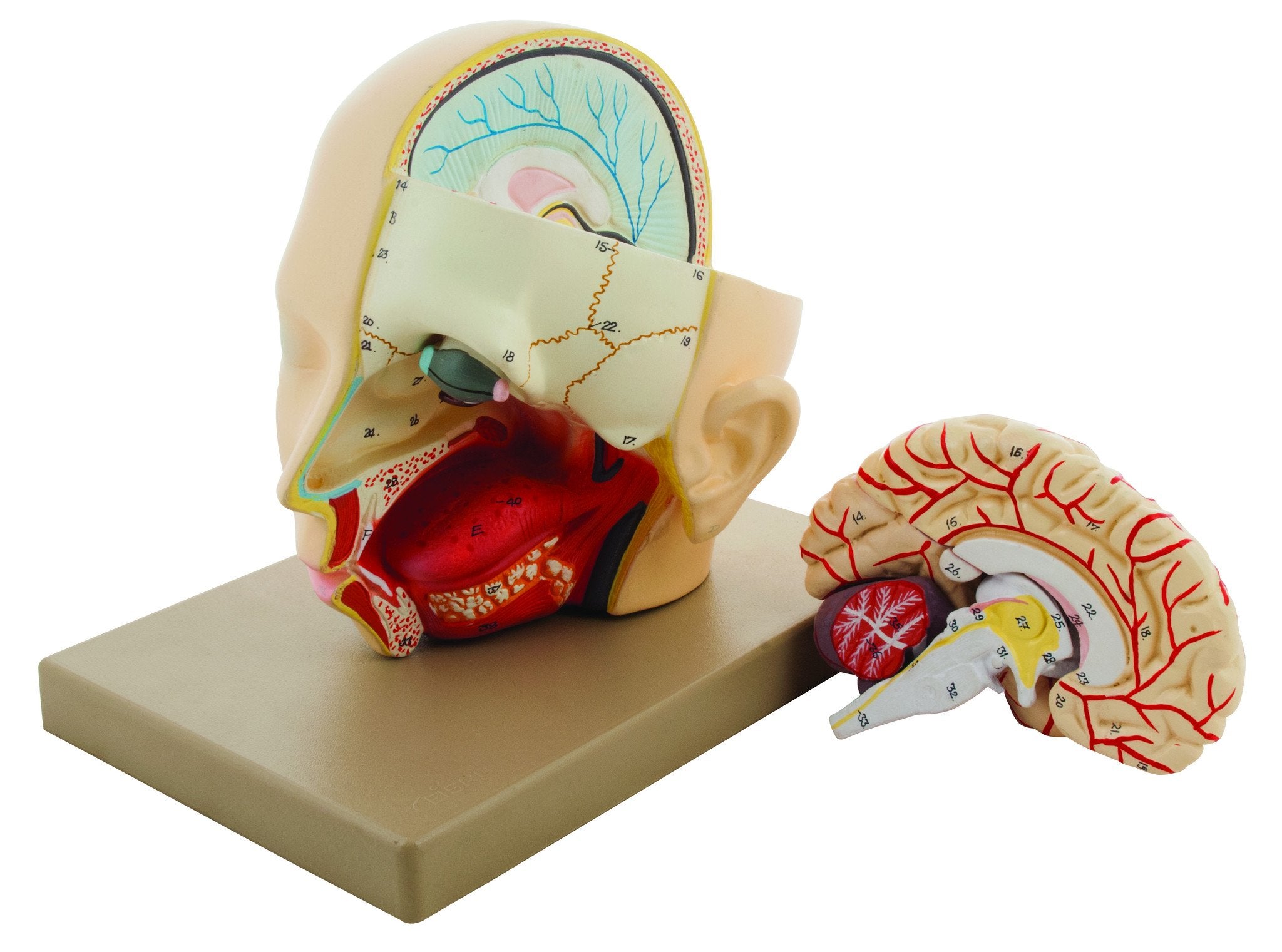 Premium Life-Size Human Head with Brain Model, Hand-Painted